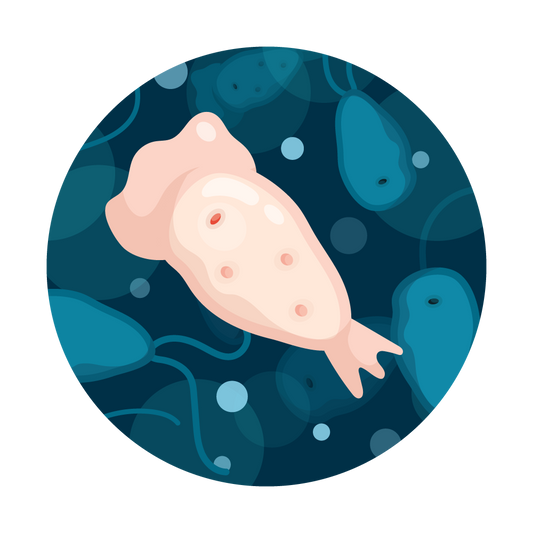 N. Fowleri Water Test by Tap Score