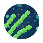 Cyanobacteria Enumeration Drinking Water Lab Test