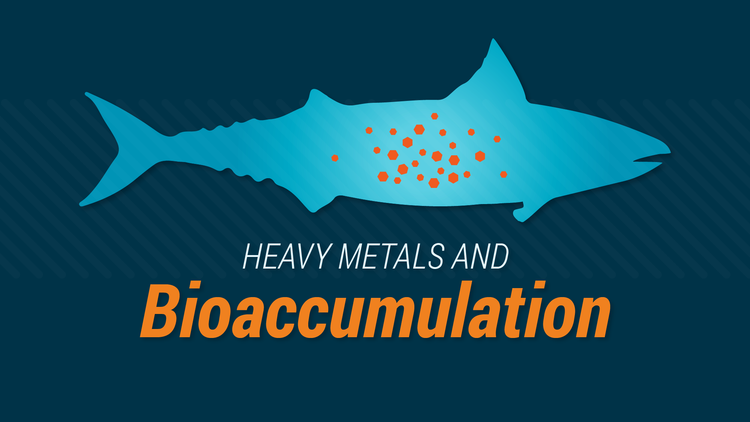 Heavy Metals and Bioaccumulation explained