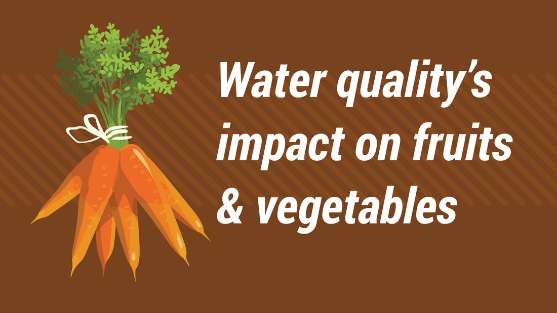 Growing Concern: How Water Quality Impacts Your Fruits and Vegetables