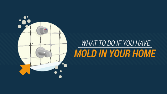 What To Do If You Have Mold In Your Home