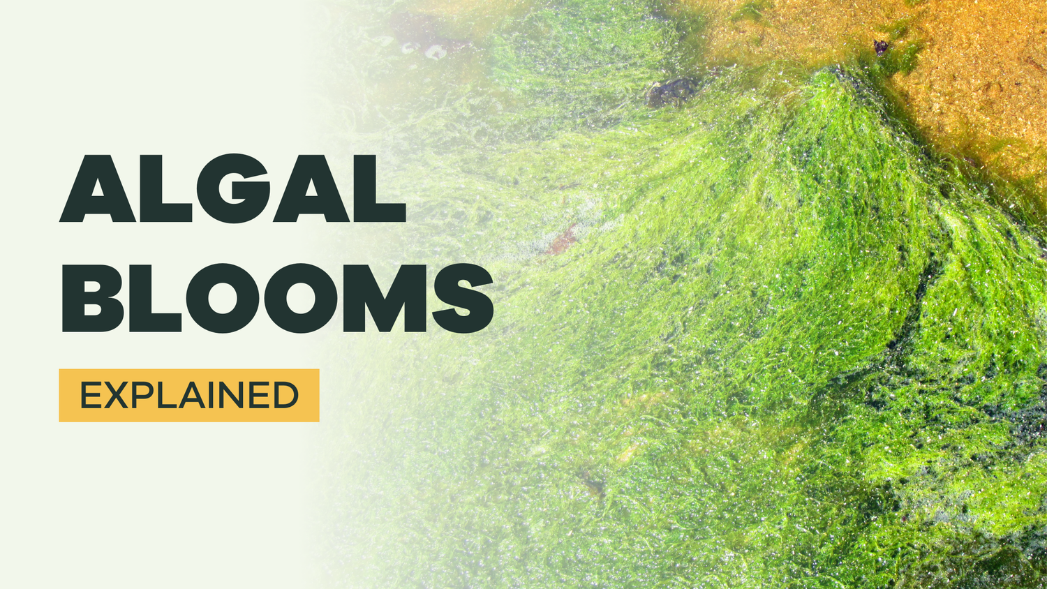 Algal blooms explained