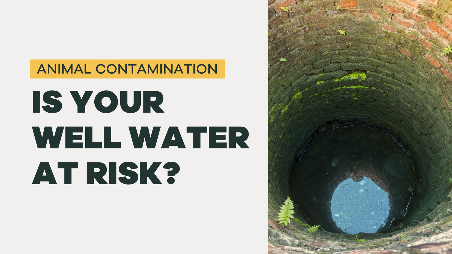 What to do if there's an animal in your well - BLG191