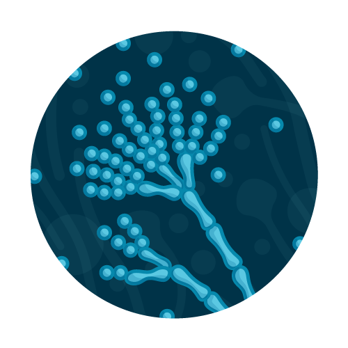 Pythium and Phytophthora Water Test