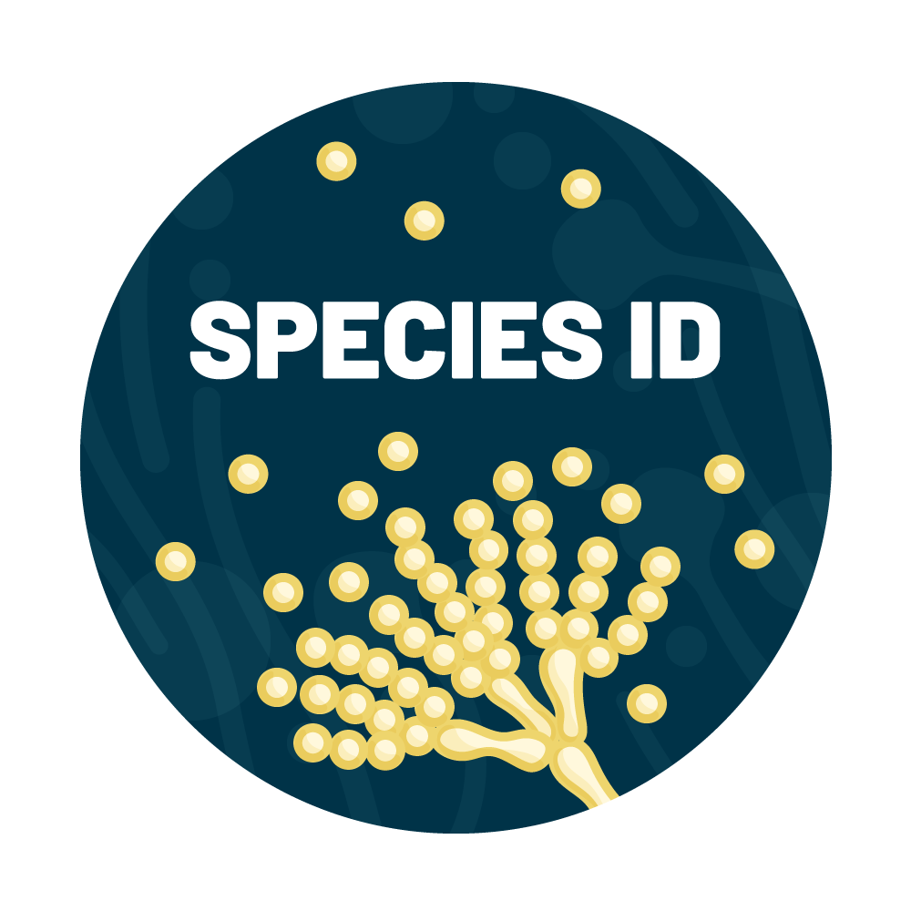 Pythium and Phytophthora Species Identification Water Test