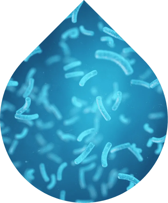 image of Bacteria in water