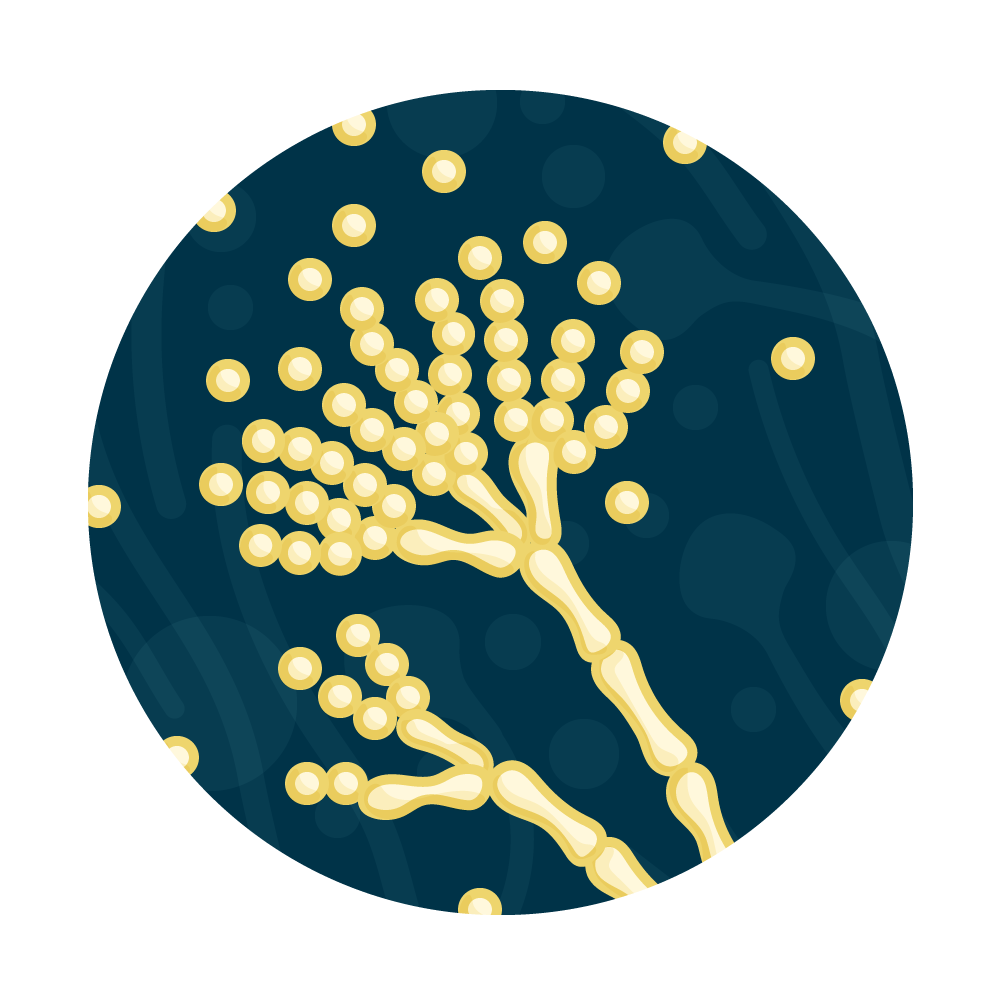 Pythium and Phytophthora Water Test