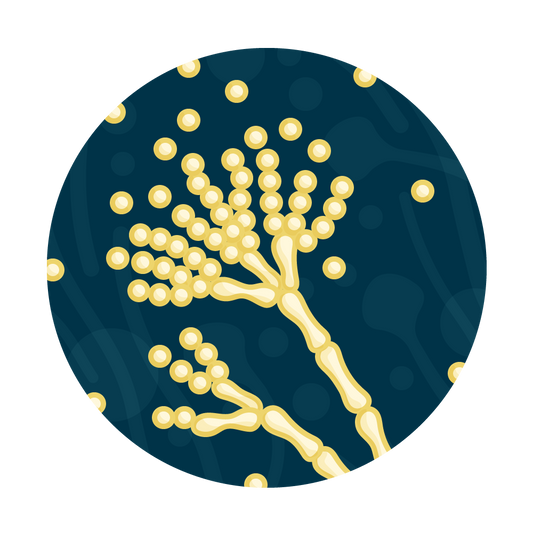 Pythium and Phytophthora Water Test